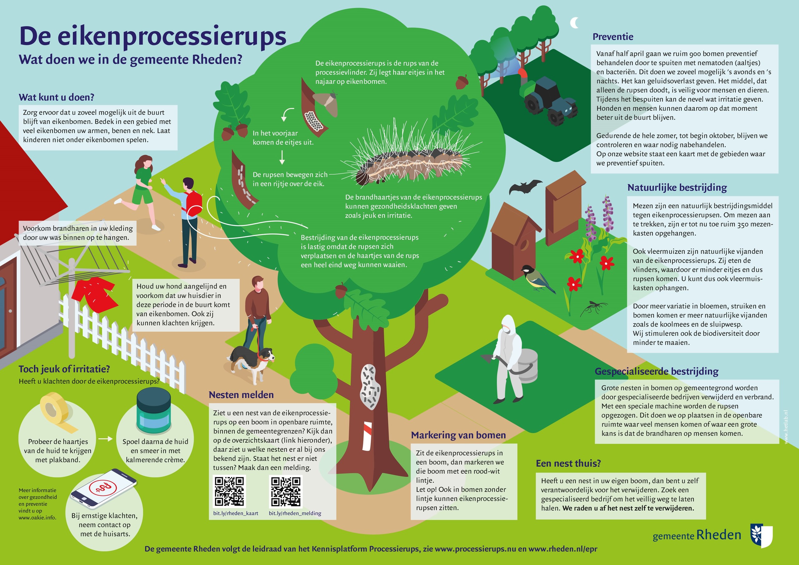 De eikenprocessierups - wat doen we in de gemeente Rheden