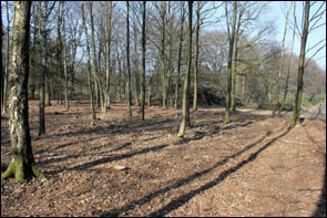 Het bos wordt voorbereid voor begraven in de natuur