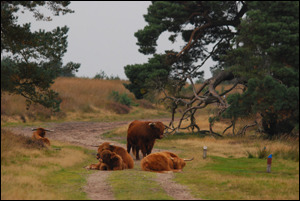 Schotse Hooglanders op de Posbank