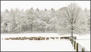 Schaapskudde in de winter