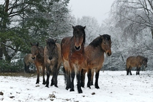 Paarden in de sneeuw